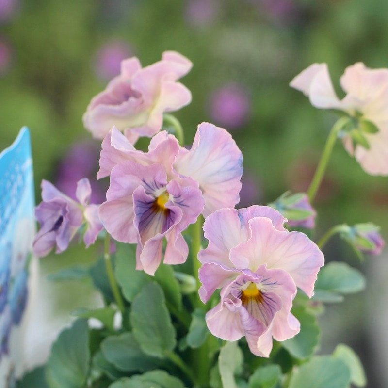 画像で色を選べる!!植田さんのミニパンジー 「エール17」＜1番＞