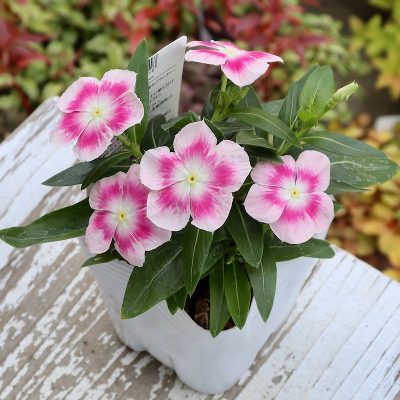 北島園芸さんのビンカ(日々草)「ピンクパンサー」(3.5号ポット)