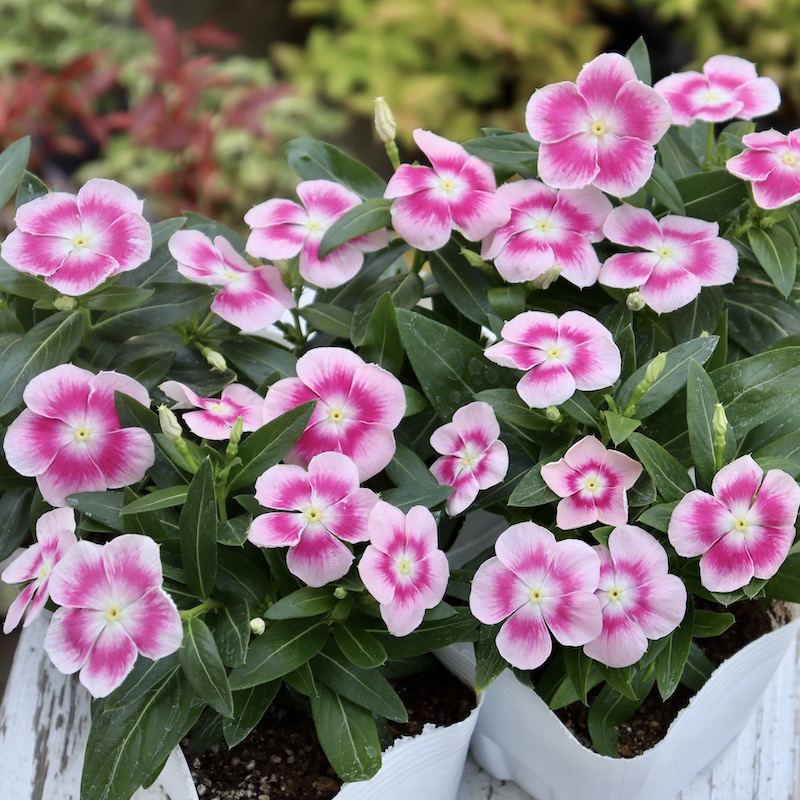 北島園芸さんのビンカ(日々草)「ピンクパンサー」(3.5号ポット)