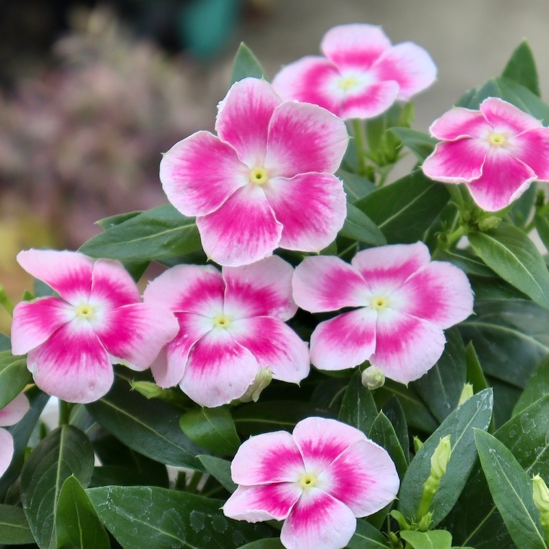北島園芸さんのビンカ(日々草)「ピンクパンサー」(3.5号ポット)