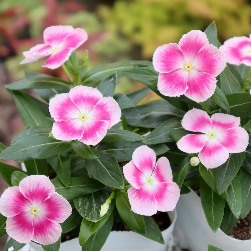 北島園芸さんのビンカ(日々草)「ピンクパンサー」(3.5号ポット)