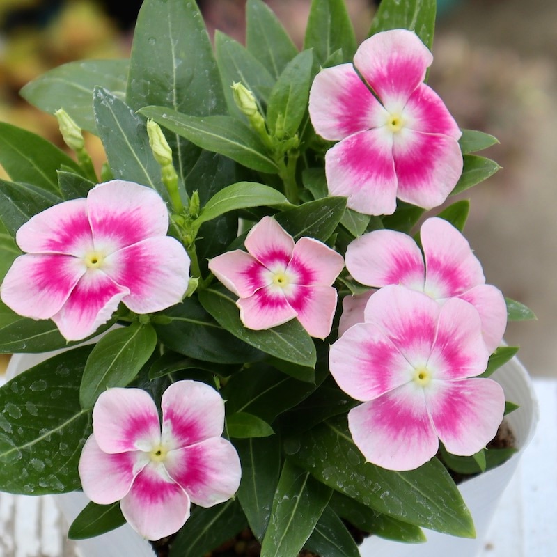 北島園芸さんのビンカ(日々草)「ピンクパンサー」(3.5号ポット)