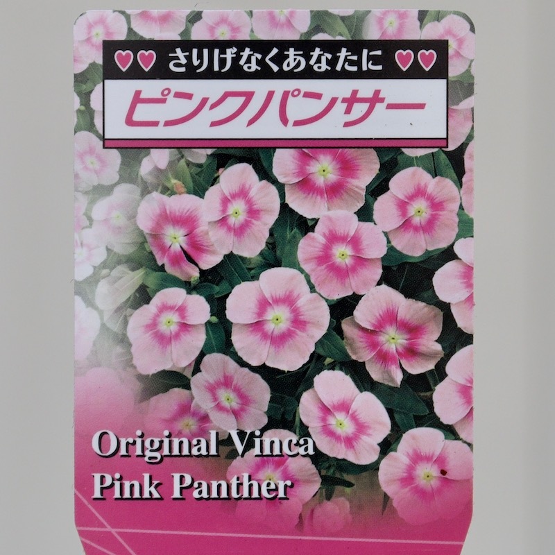 北島園芸さんのビンカ(日々草)「ピンクパンサー」(3.5号ポット)