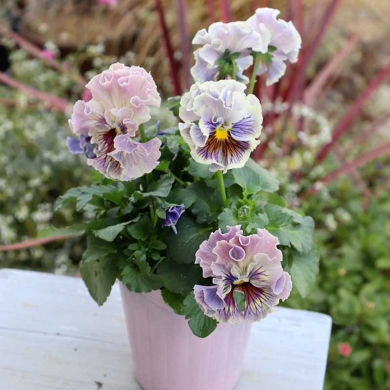 RYU【現品】R-gardenオリジナルフリルパンジーフルール①③④⑤⑥⑪ RYU様専用【現品】R-gardenオリジナルフリルパンジーフルール