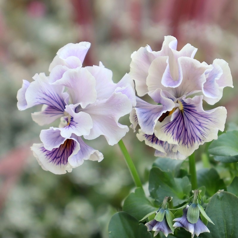 アンティークフリルパンジー・フルール アンティークフリルパンジーフルール2個セット : a.k.g - 通販