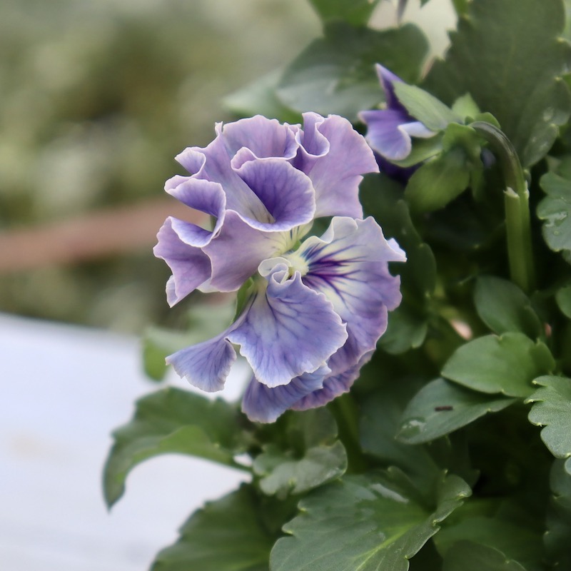 画像の現品1点限り☆Rガーデンさんのアンティークフリルパンジー