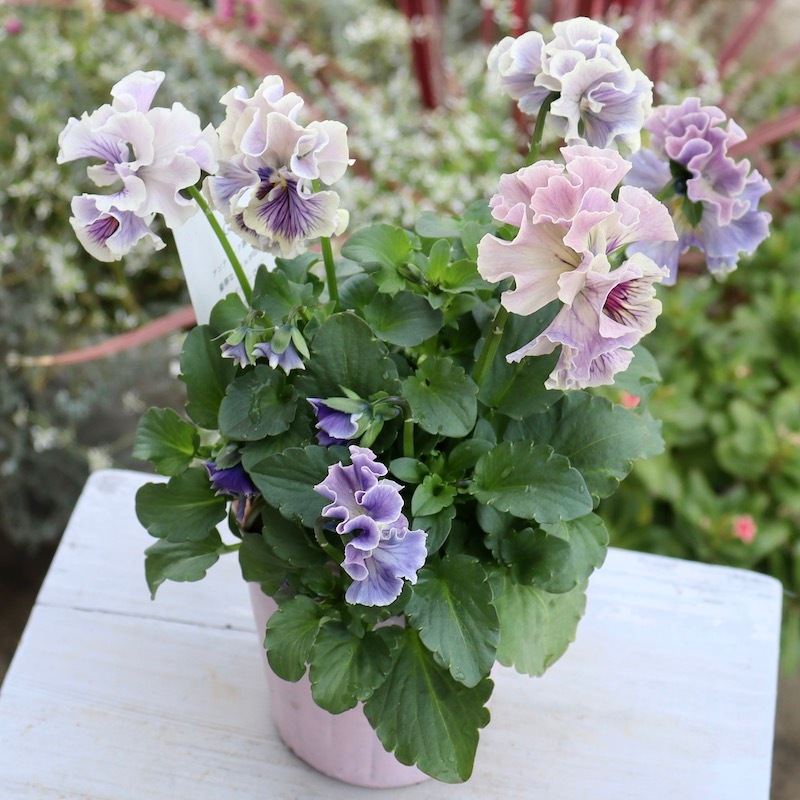 画像の現品1点限り☆Rガーデンさんのアンティークフリルパンジー