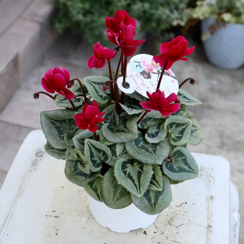 八重咲きミニシクラメン「フェアリーピコ」＜21＞