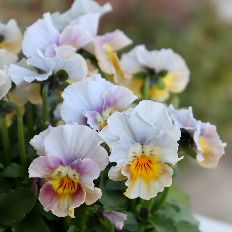 色・形を選べないからお買得☆お任せ2株セット♪サトウ園芸さんの