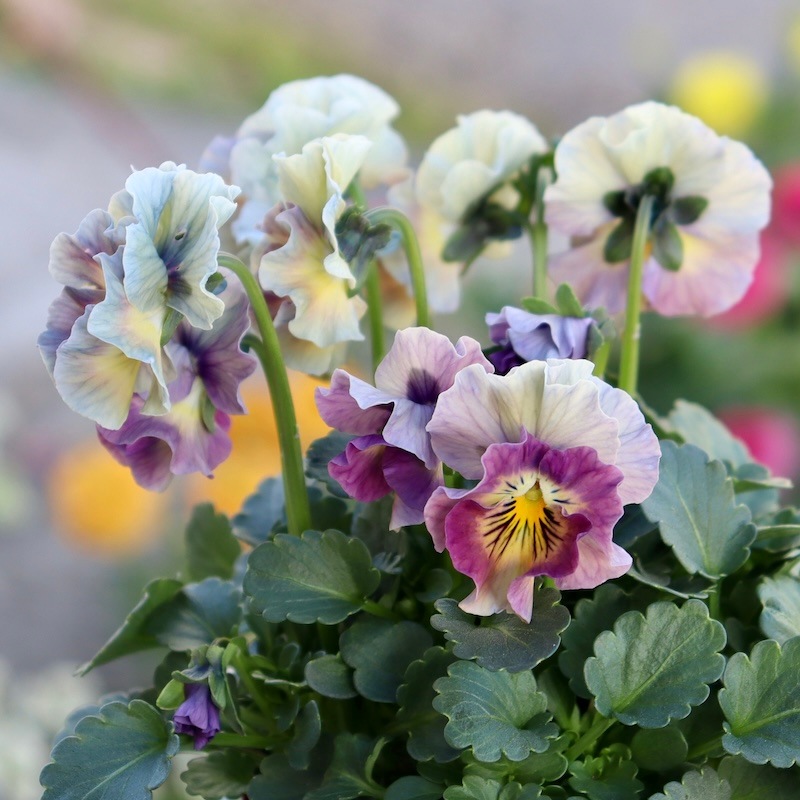 花日和　ビオラ　アイクルール　小さめ苗　24本セット 画像の現品1点限り!!桐生ふぁ~む×花日和さんのビオラ「アイクルール