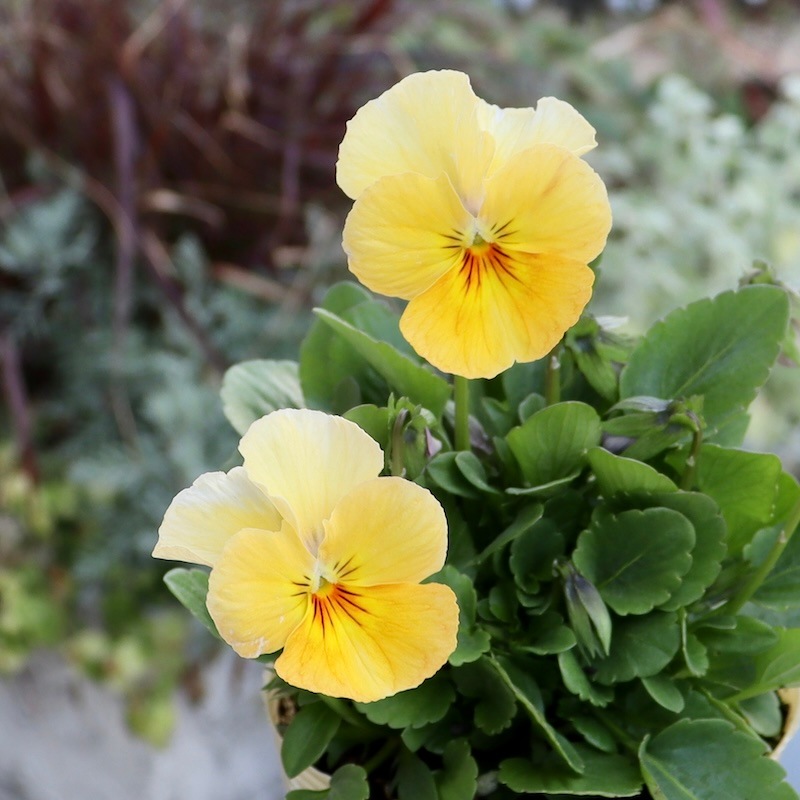 画像の現品1点限り!!アイデアルフラワー・大牟田さんのビオラevolve