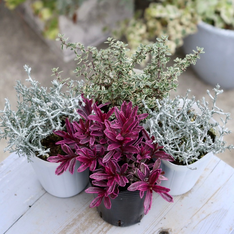 キラキラ輝くシルバーリーフ・プラチーナ「シルバーボーイ」