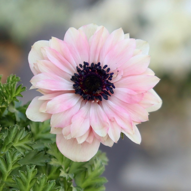 画像の現品☆2025年☆八重咲きアネモネ「アンアリス」46番(3.5号苗)