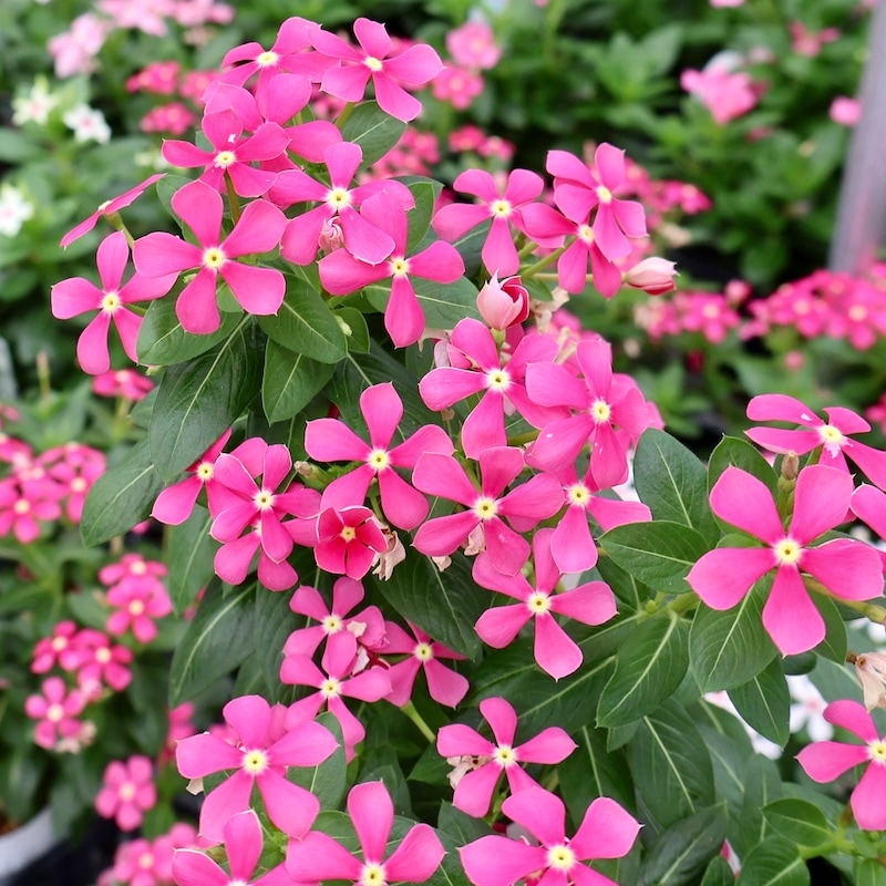 12_000000009336.jpg?1752850344