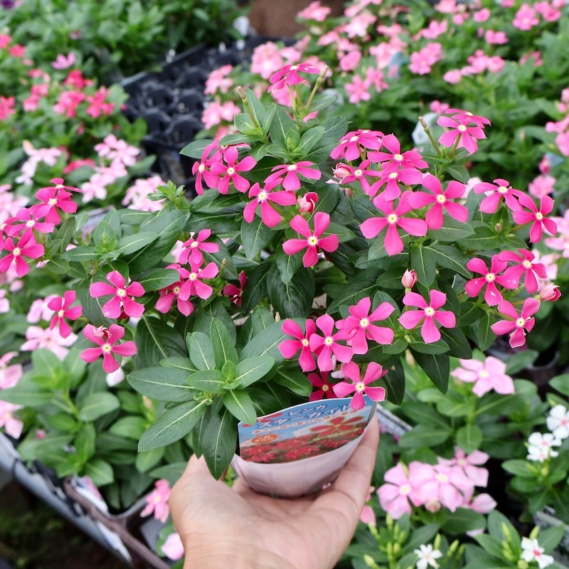 花麒麟　濃いピンク　鉢植え　【親株】 楽天市場】花キリン 4号サイズ 2色セット 鉢花 キリン 赤 レッド