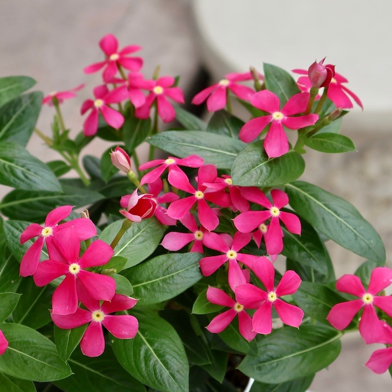花麒麟　濃いピンク　鉢植え　【親株】 花麒麟 濃いピンク 鉢植え 【親株】 楽天市場】花キリン 4号