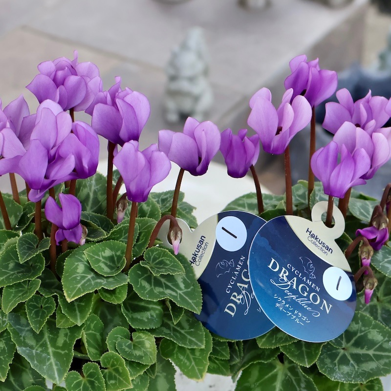 PW公式オンラインストア / 【SALE】【送料込】シクラメン ドラゴン ディープブルー 15cmポット シクラメン ドラゴン ディープブルー