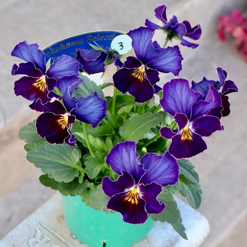 画像の現品1点限り☆ビオラ・ヨコハマセレクション「フレアブルー」3番