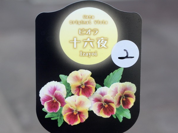 うえたオリジナルビオラ「十六夜(いざよい)」＜2番＞(3.5号ポット)