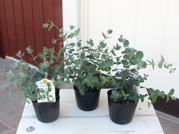 ユーカリ シルバーダラー