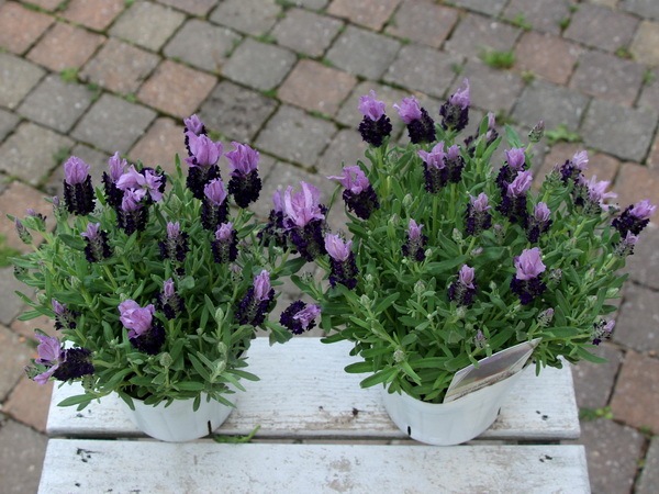 開花中♥ラベンダー キューデラ アンティークパープル♥人気品種♥花苗