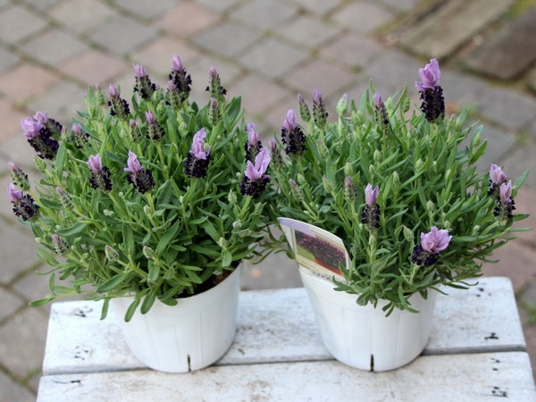 四季咲きフレンチラベンダー・バンデラ「パープル」(大ポット)