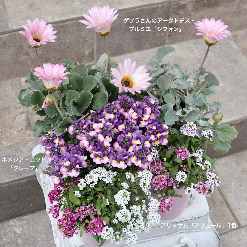 花芽ぎっしり4号特大株《風散歩スペシャル》ゲブラさんのアークトチス