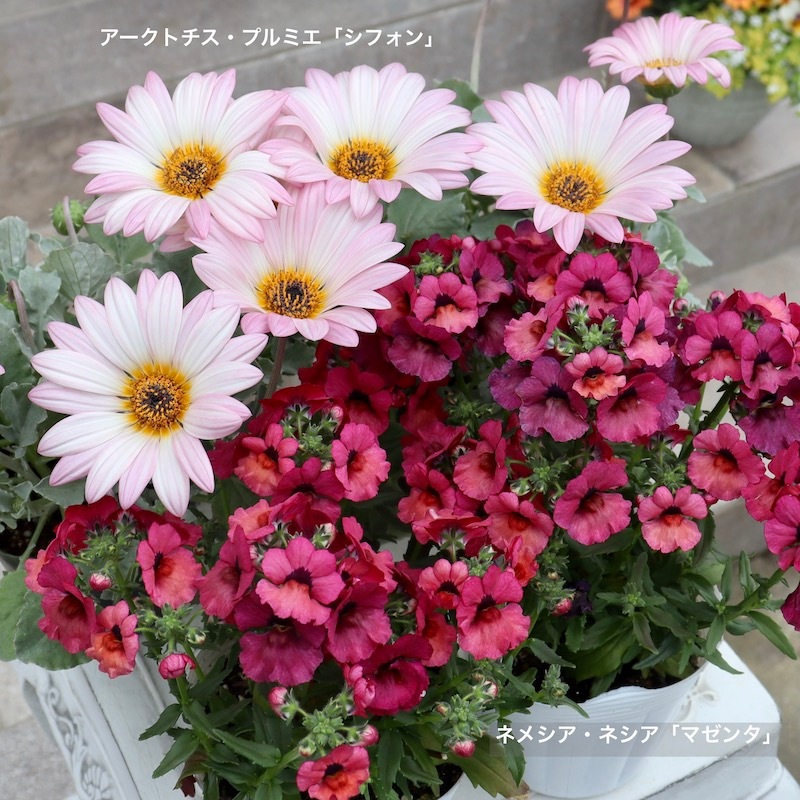 花芽ぎっしり4号特大株《風散歩スペシャル》ゲブラさんのアークトチス