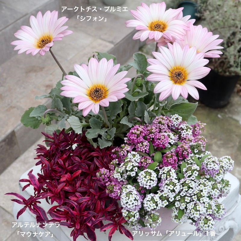 花芽ぎっしり4号特大株《風散歩スペシャル》ゲブラさんのアークトチス