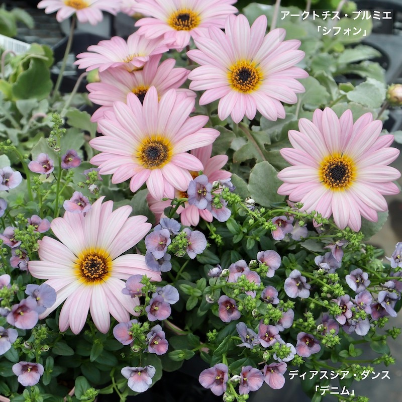花芽ぎっしり4号特大株《風散歩スペシャル》ゲブラさんのアークトチス