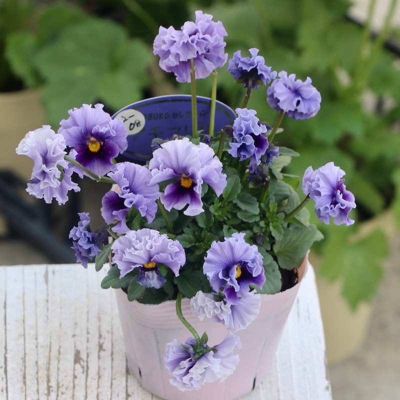 現品1点限り!!コウロギさんのビオラ「NOBUKOセレクション☆プチフリル