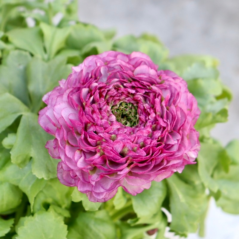 レア品種☆画像の現品!! 大輪ラナンキュラス・ポンポンシリーズ