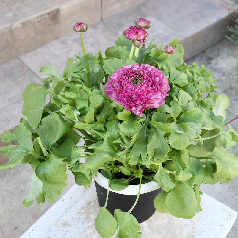 レア品種☆画像の現品!! 大輪ラナンキュラス・ポンポンシリーズ