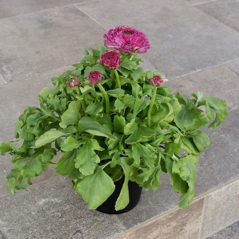 レア品種☆画像の現品!! 大輪ラナンキュラス・ポンポンシリーズ