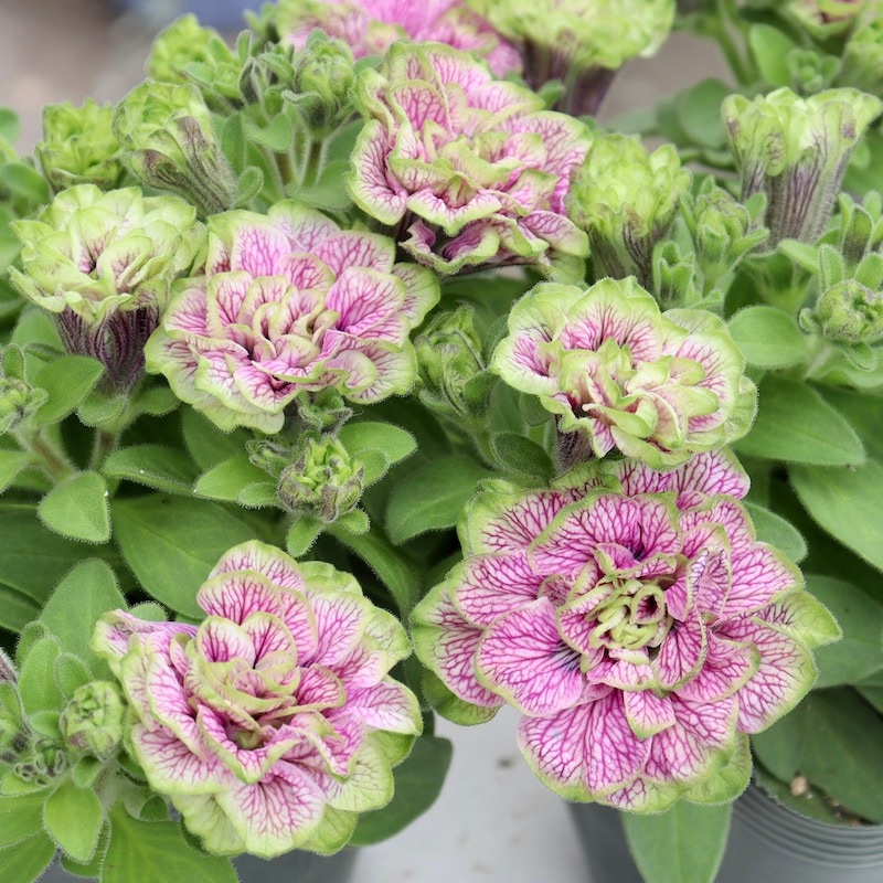 凛華様。多肉植物。 五点 凛華様。多肉植物。 五点