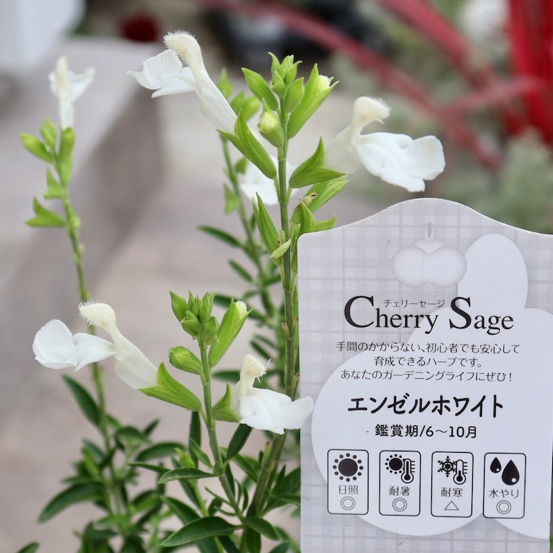 希少品種!! チェリーセージ「エンゼルホワイト」(3号ポット)