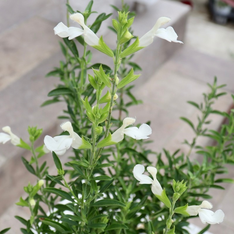 丸葉ホワイトチェリー 多肉植物 6936972f4d1fa2c1a160d497ba0e7b