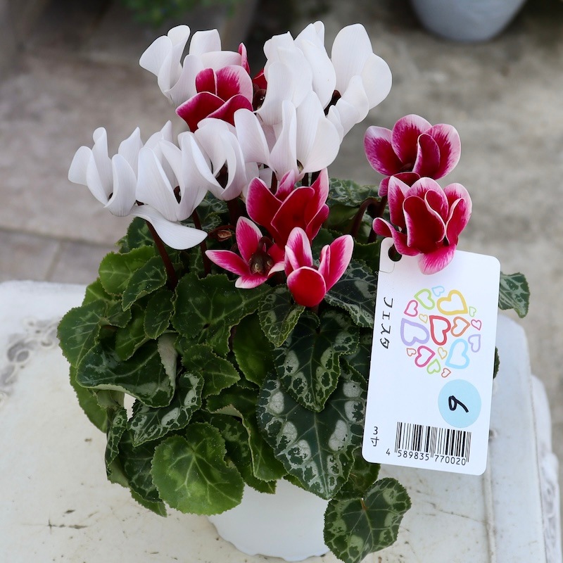 2色植えのガーデンシクラメン「フェスタ」6番