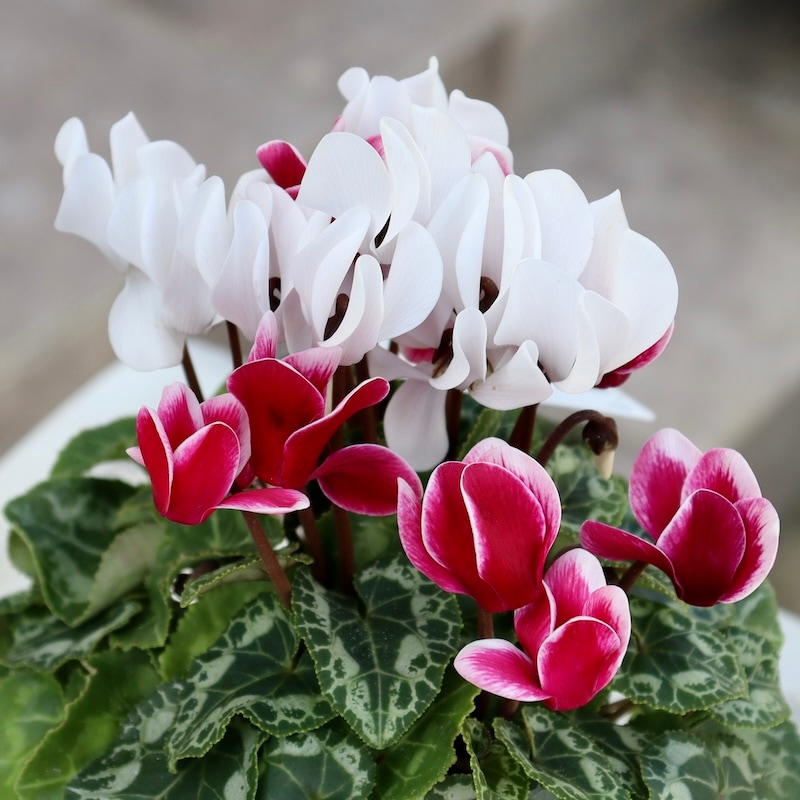 2色植えのガーデンシクラメン「フェスタ」6番