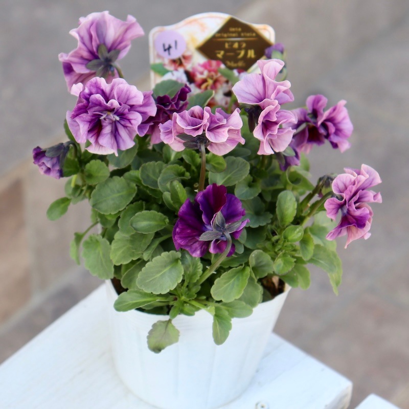 画像で色を選べる!!高知・植田さんのフリル咲きビオラ「マーブル」＜41番＞