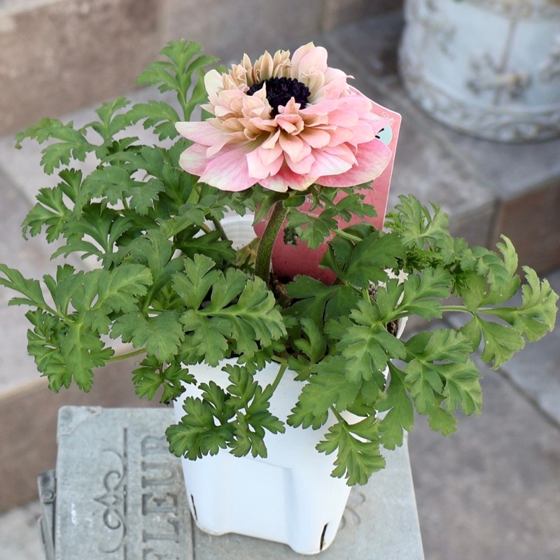 あもあもコメント　12個セット 欲しい色が買える!!《画像の現品1点限り》八重咲きアネモネ「momo(もも