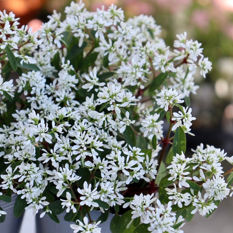 26_000000002438.jpg?1715236122