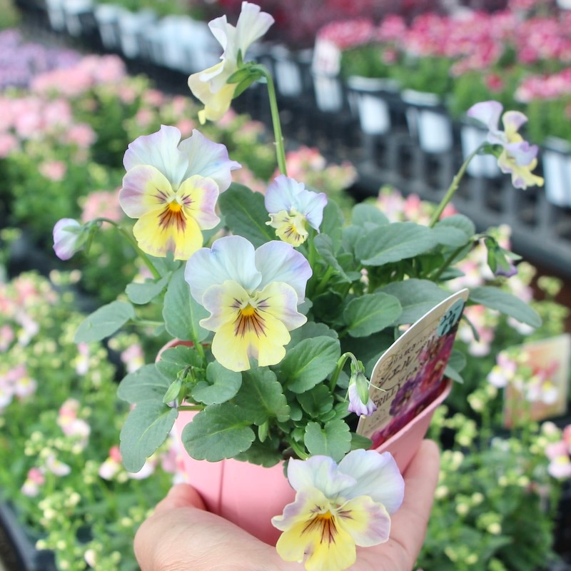 花日和さんのフリル咲きパンジー「シエルブリエ」＜9＞