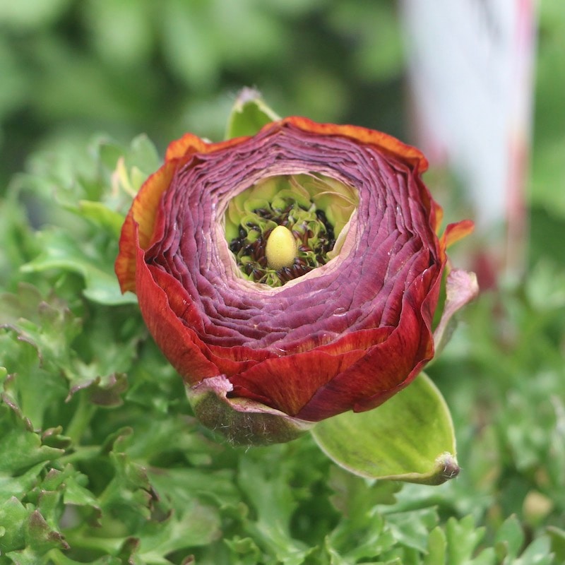 お買い得☆まだ蕾の苗!!お色お任せ♪ラナンキュラス・セレンディ