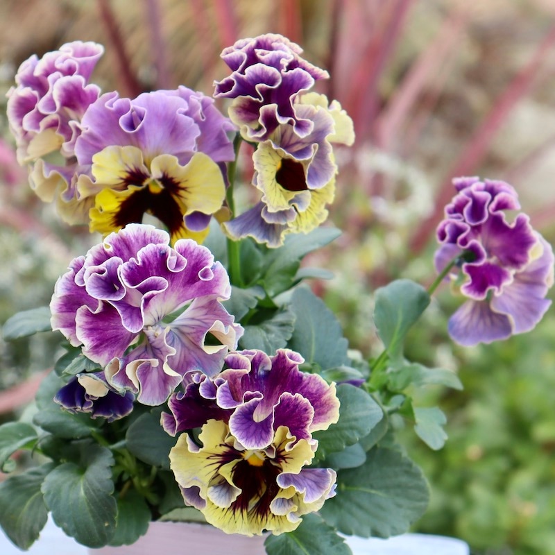 画像の現品1点限り☆Rガーデンさんのアンティークフリルパンジー