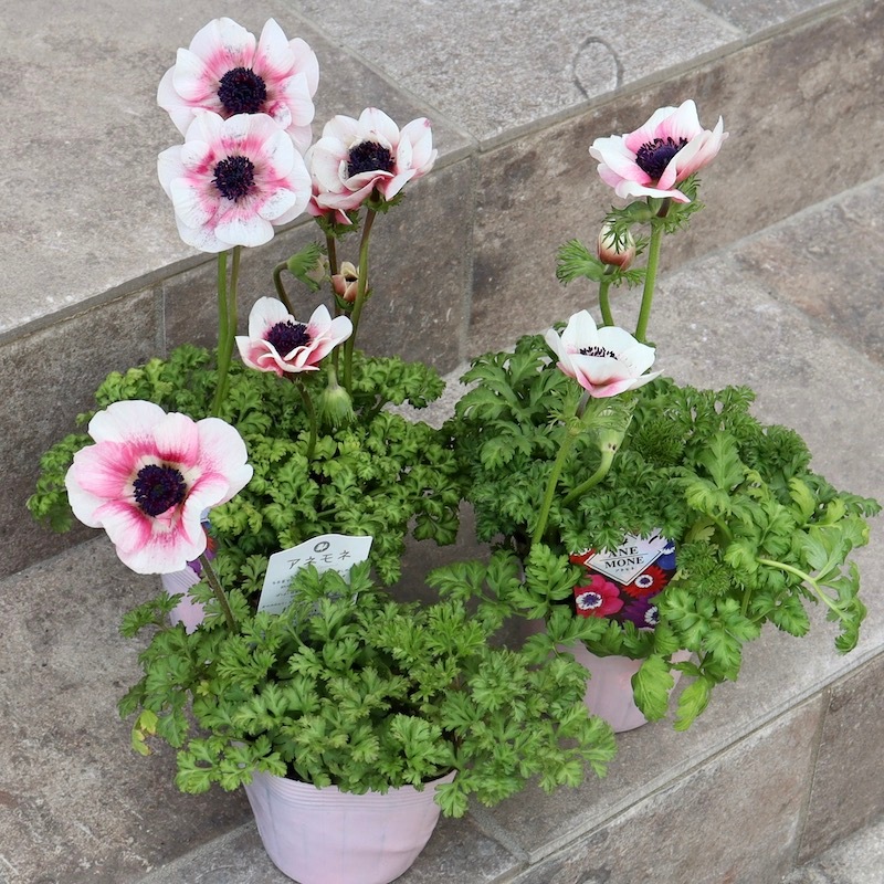 特大2年生株☆竹中園芸さんのプレミアムアネモネ「アンティーク」1番