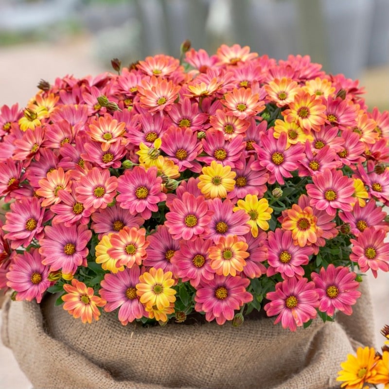 やっと開花♪PWのオステオスペルマム・キャンディフィールズ「ベリーズ