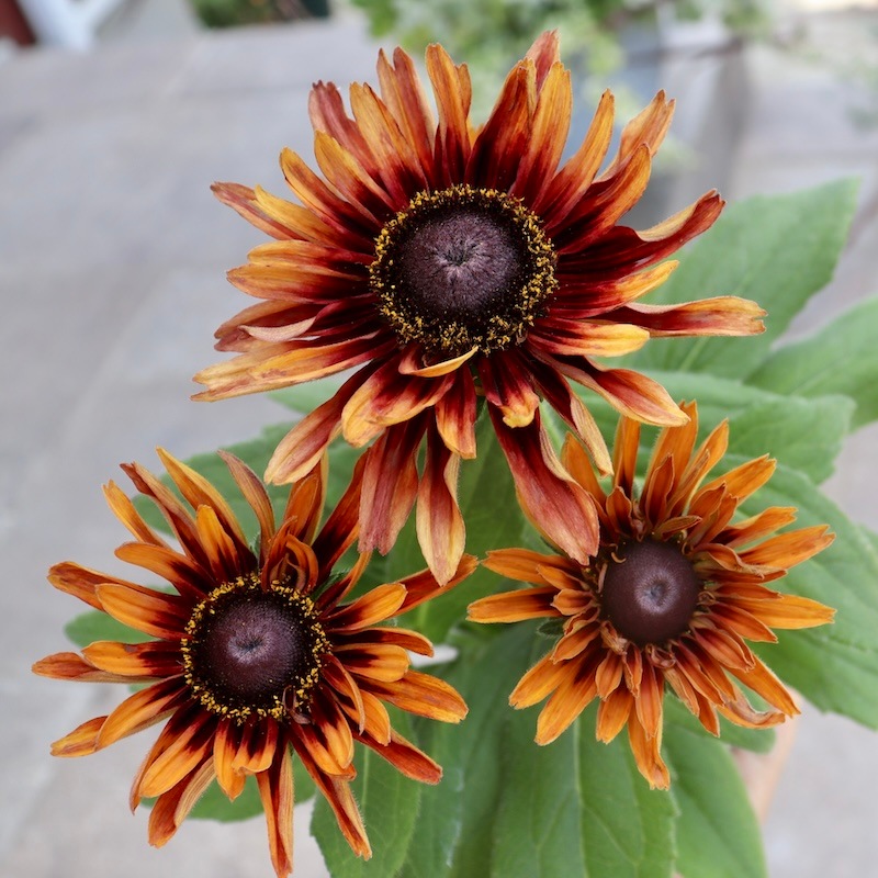 確認用  花苗 ◇12月【お勧め購入苗20品種】紹介します🪴 - YouTube