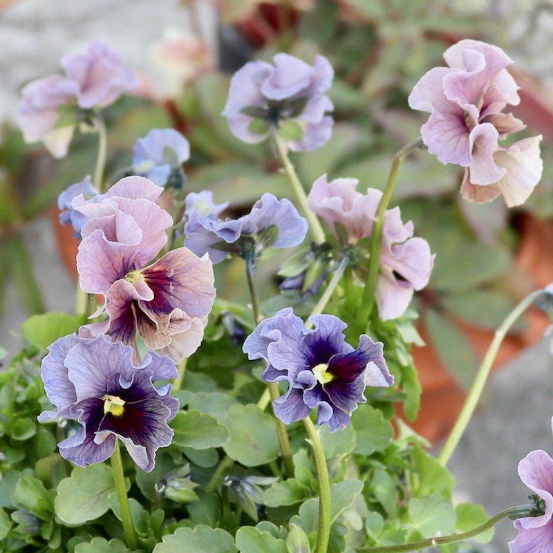 特大☆画像の現品1点限り!! 石川園芸さんのビオラ「レディ」スペシャル