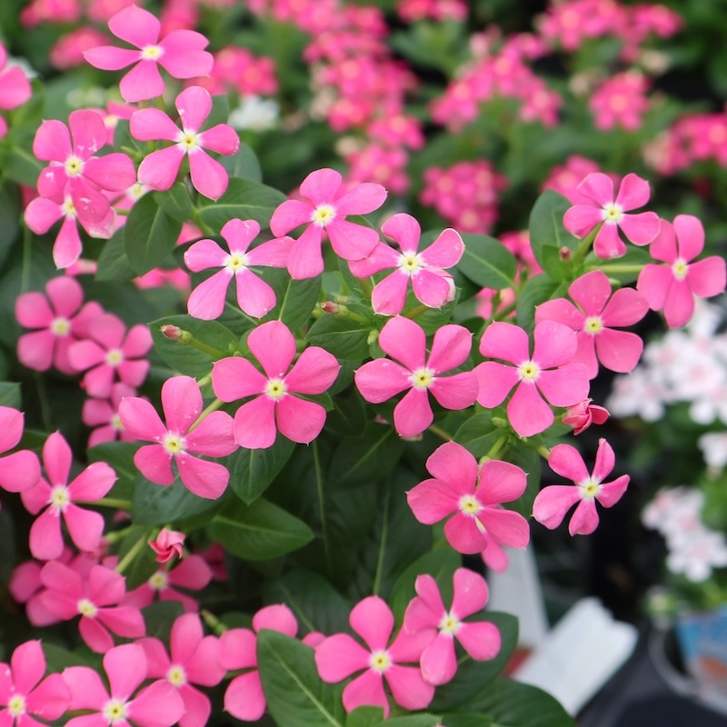 小輪花で花付き抜群!!》ビンカ(ニチニチソウ)・スターカイト「チェリー